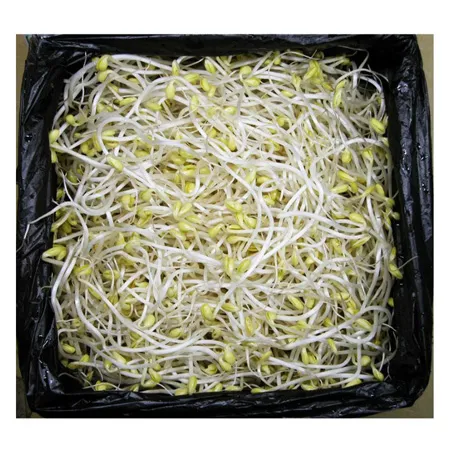 [스마일푸드]곱슬이콩나물 3.5kg 박스