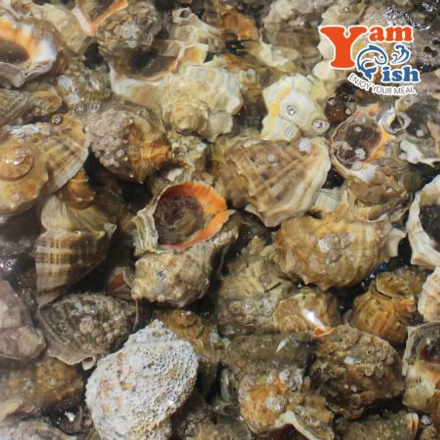 자연산 참소라 특대 1kg 이미지