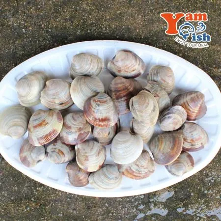 백상합 백합 조개 소 2kg 생물 산소포장 이미지