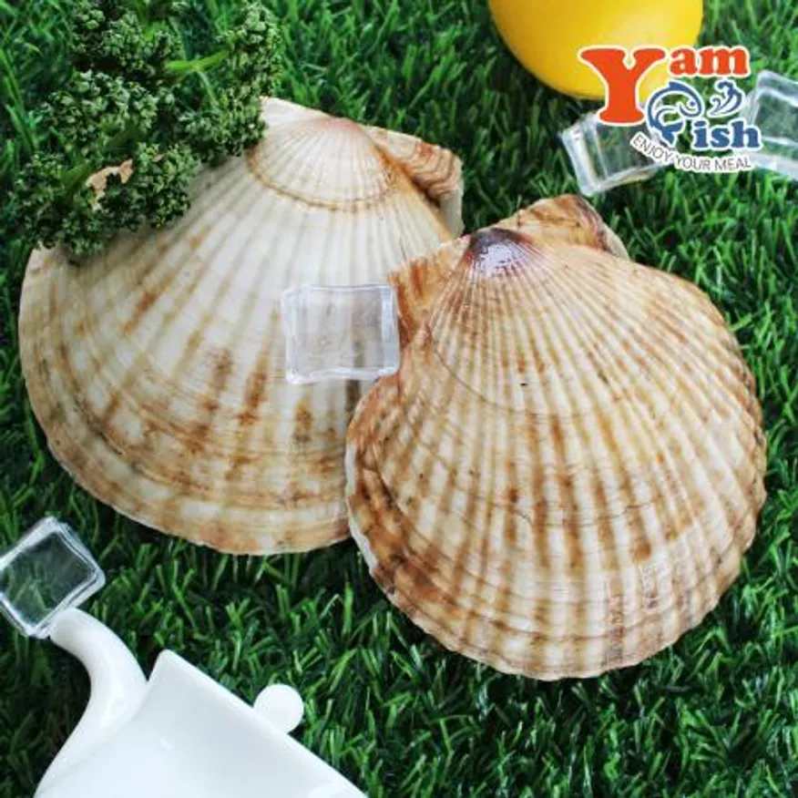 대왕 참가리비 1kg 5-6미 일본산 생물 산소포장 이미지