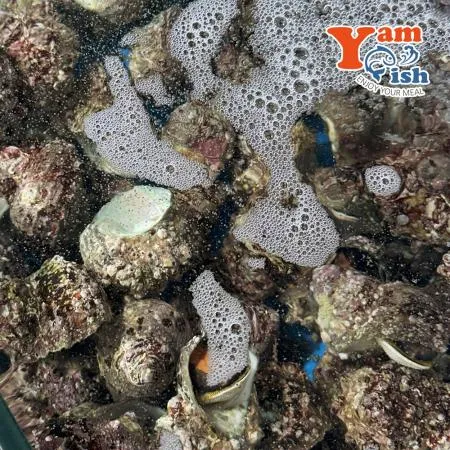 완도 뿔소라 1kg 캠핑 조개구이 조개찜 이미지