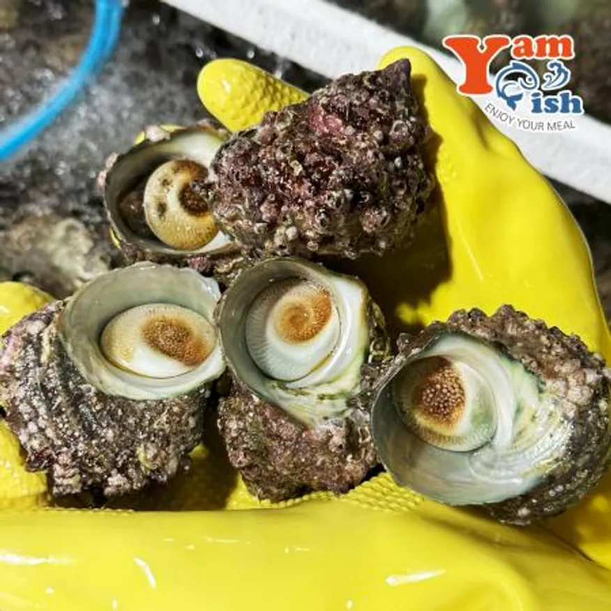 완도 뿔소라 2kg 이미지