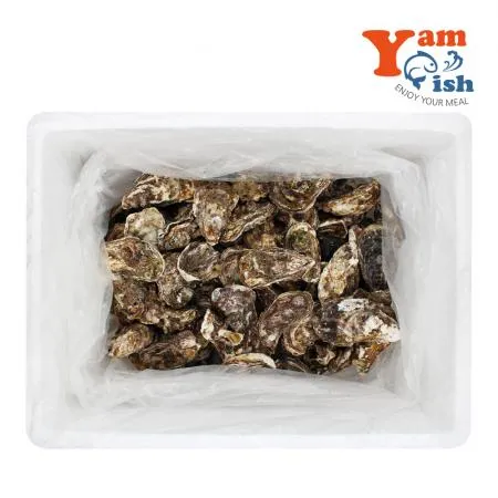 통영 제철 굴 석화 10kg 각굴 석굴 이미지