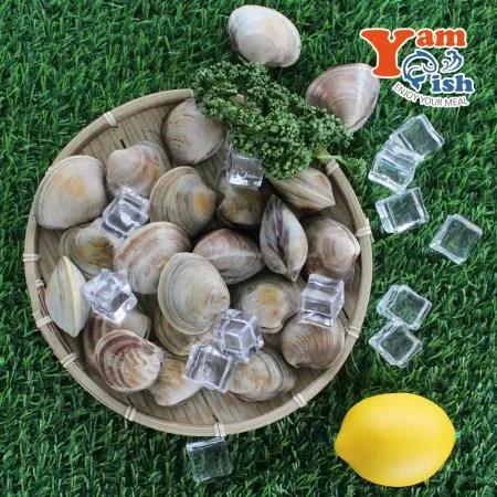 백상합 백합 조개 1kg 생물 산소포장 이미지