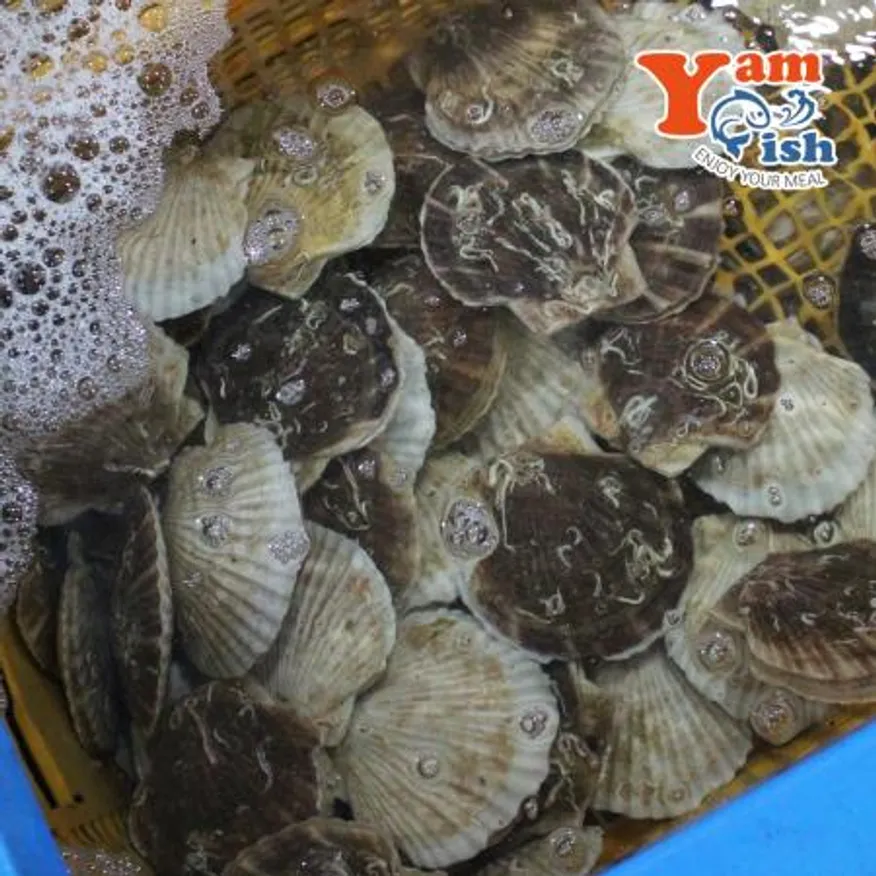 대왕 참가리비 2kg 5-6미 일본산 생물 산소포장 이미지