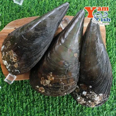 생물 키조개 미니 소 1마리 산소포장 캠핑 조개구이 이미지