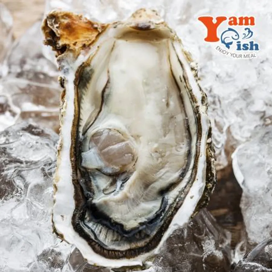 삼배체굴 큰굴 석화 1kg 생물 산소포장 이미지