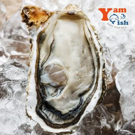 삼배체굴 큰굴 석화 1kg 생물 산소포장 이미지