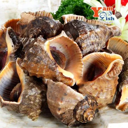 서해안 참소라 3kg 이미지