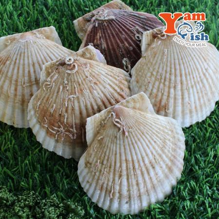 참가리비 3kg 9-11미 일본산 생물 산소포장