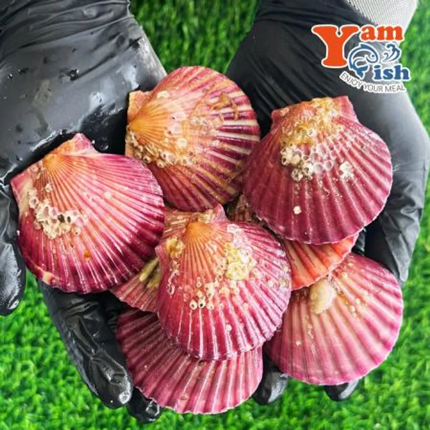 통영 홍가리비 대사이즈 1kg 17-18미 이미지