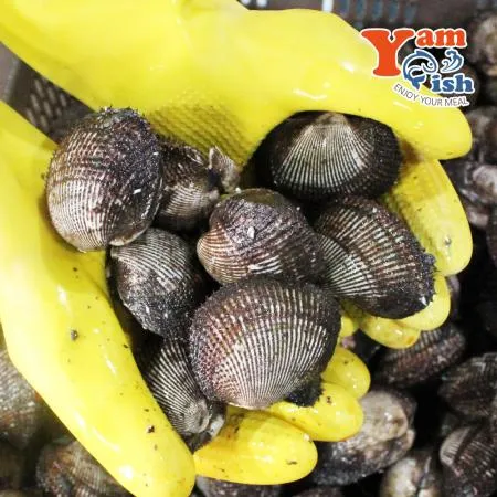 국내산 제철 남해안 피꼬막 3kg
