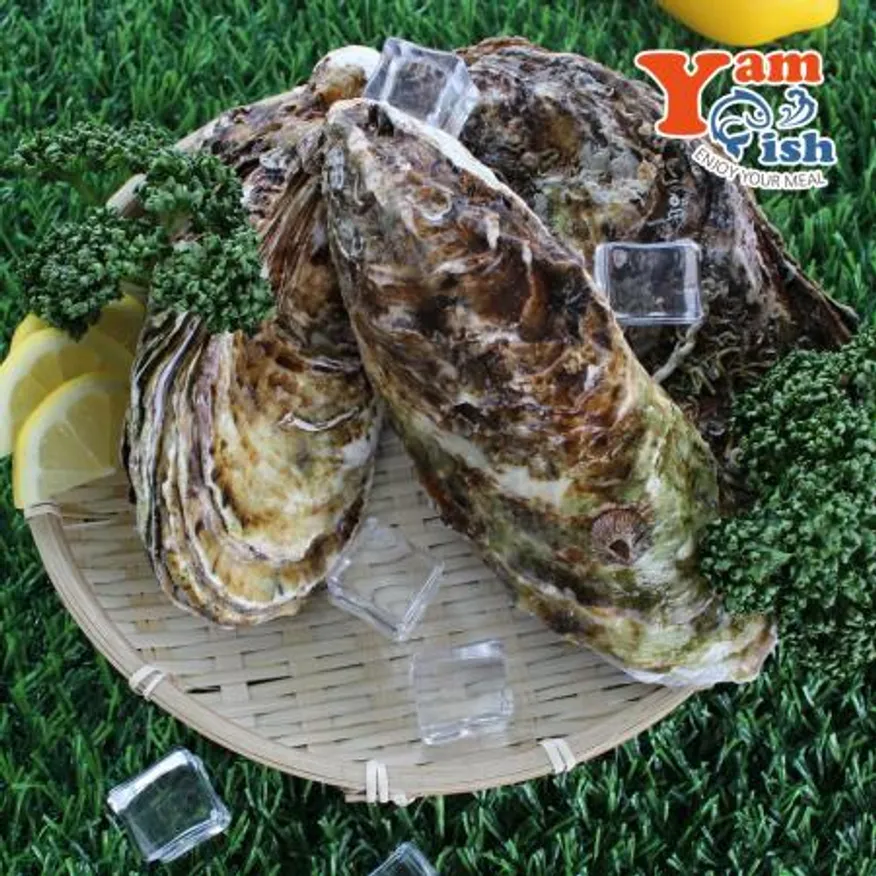 삼배체굴 큰굴 석화 1kg 생물 산소포장 이미지