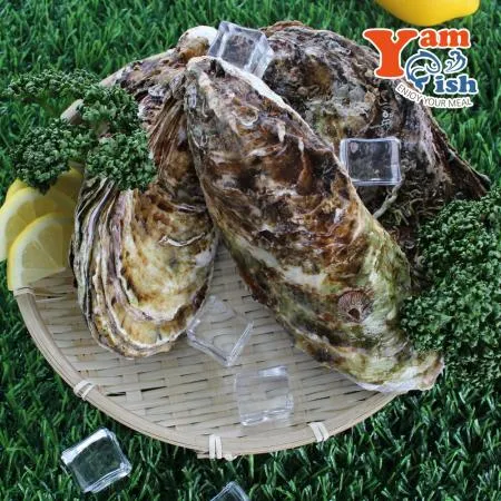 삼배체굴 큰굴 석화 1kg 생물 산소포장 이미지