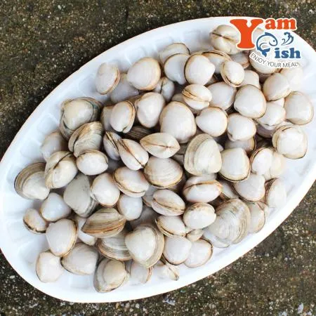 서해 자연산 동죽조개 1kg 생물 산소포장 이미지