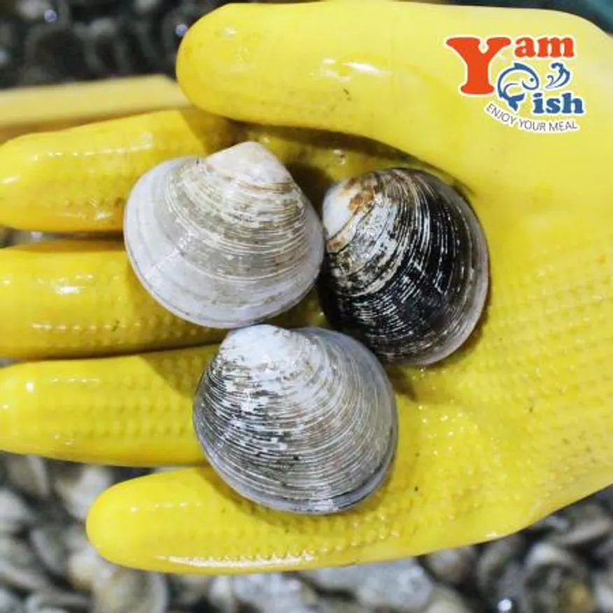 모시조개 대 1kg 제철 모시 이미지