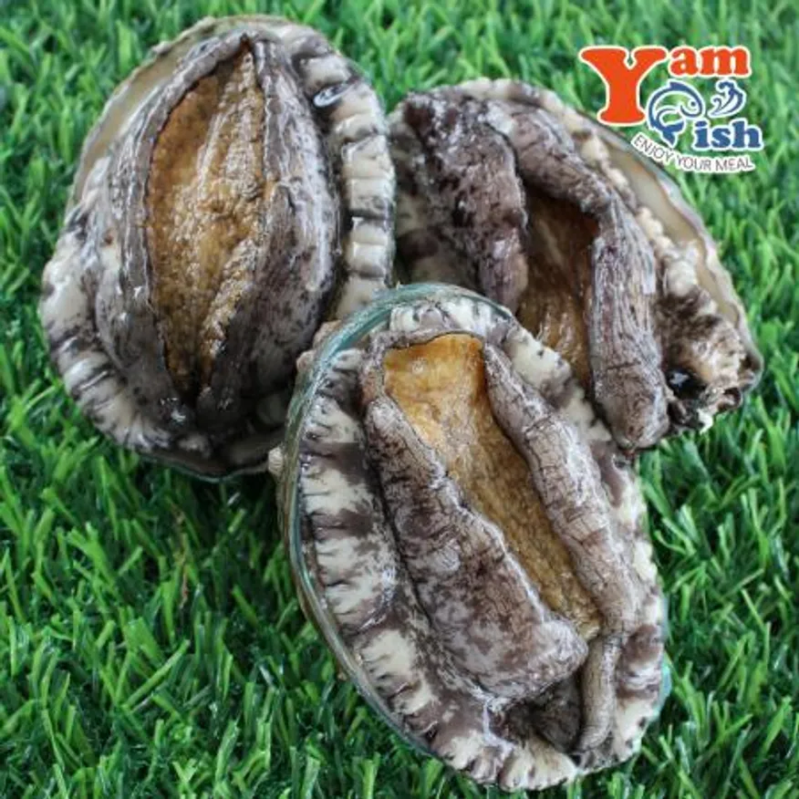 완도 활 전복 1kg 7미 특대 산소포장 이미지