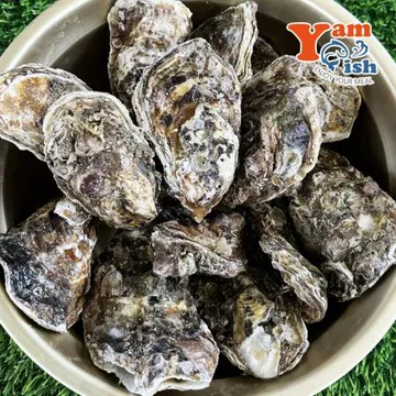 통영 제철 굴 석화 10kg 각굴 석굴