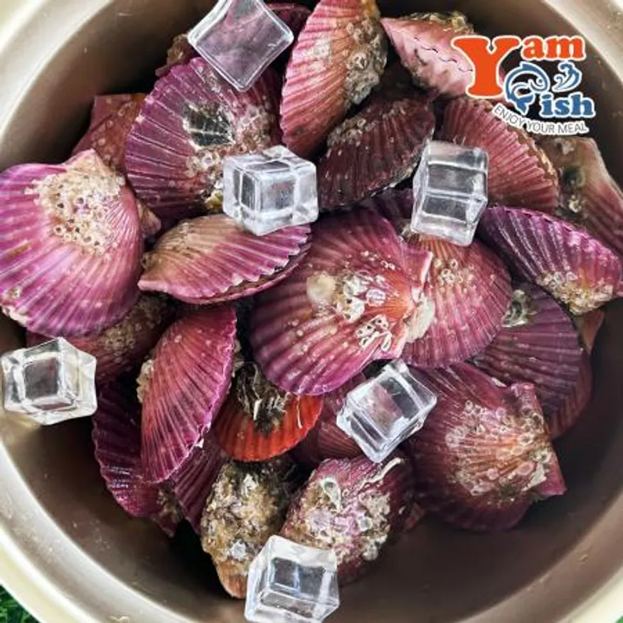 통영 홍가리비 대사이즈 1kg 17-18미 이미지