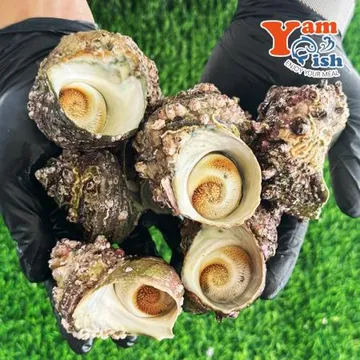 완도 뿔소라 1kg 캠핑 조개구이 조개찜