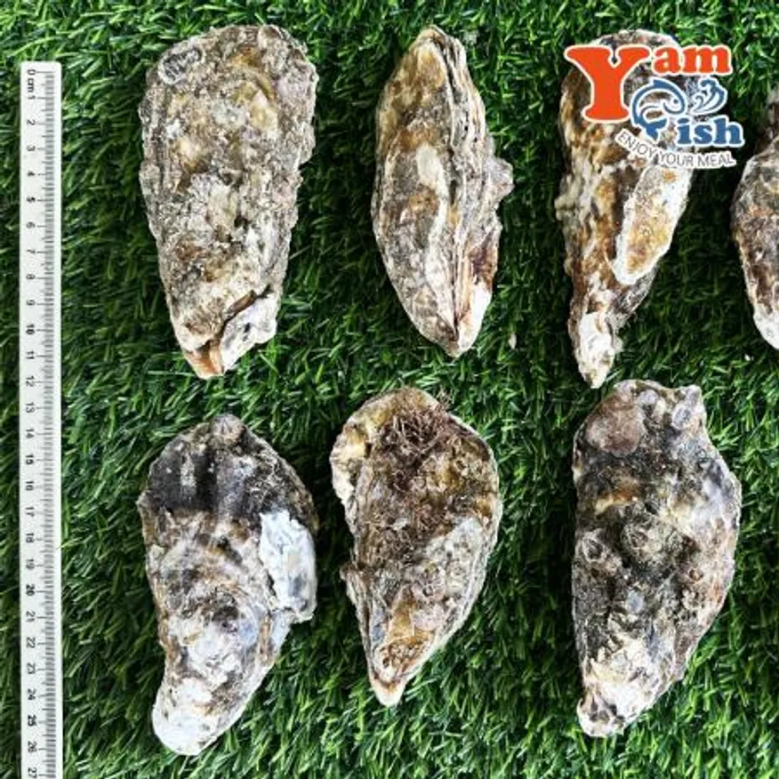 통영 제철 굴 석화 10kg 각굴 석굴 이미지