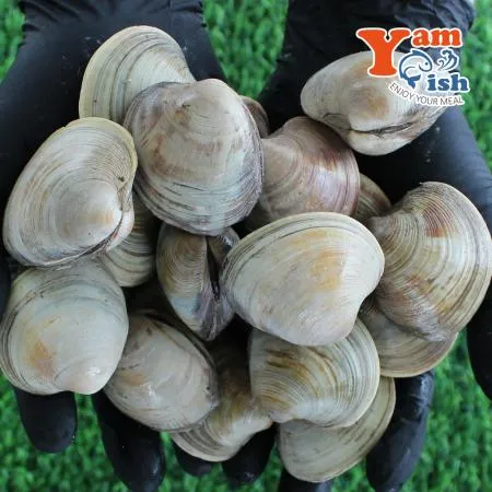 백상합 백합 조개 1kg 생물 산소포장