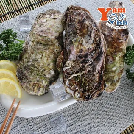 삼배체굴 큰굴 석화 3kg 생물 산소포장 이미지