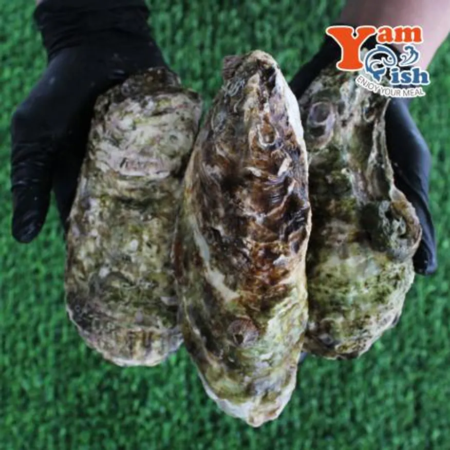 삼배체굴 큰굴 석화 3kg 생물 산소포장 이미지