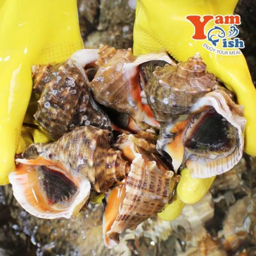 자연산 참소라 특대 2kg 이미지