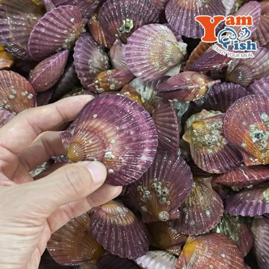 통영 홍가리비 대사이즈 1kg 17-18미 이미지