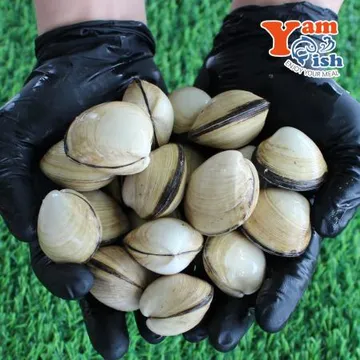 서해 자연산 동죽조개 3kg 생물 산소포장