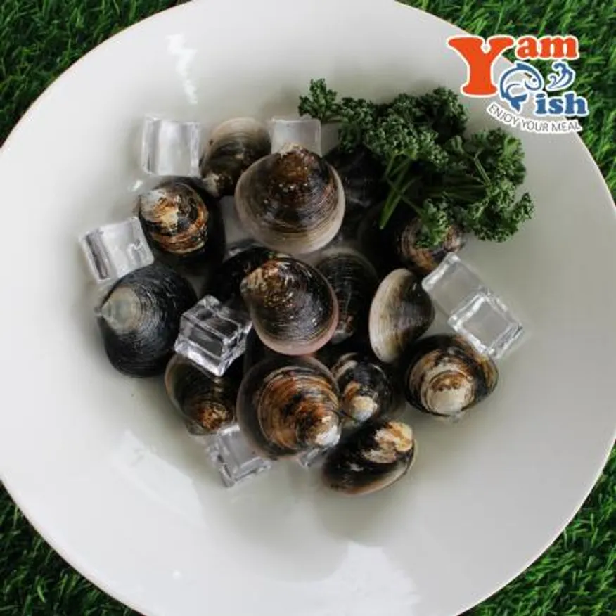 서해 자연산 모시조개 3kg 흑모시 생물 산소포장 이미지