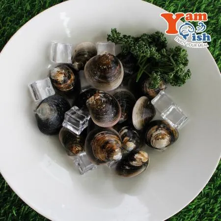 서해 자연산 모시조개 3kg 흑모시 생물 산소포장 이미지