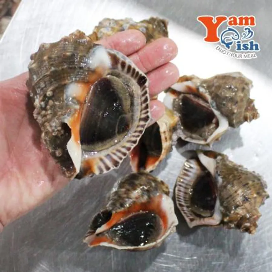 자연산 참소라 특대 1kg 이미지