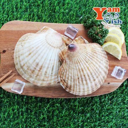 대왕 참가리비 1kg 5-6미 일본산 생물 산소포장