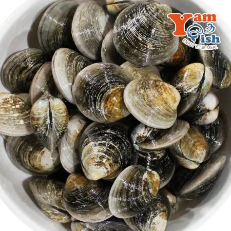 모시조개 대 1kg 제철 모시 이미지