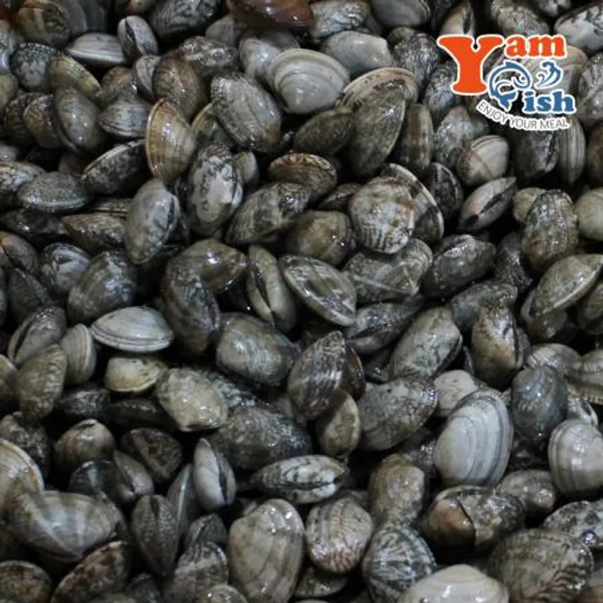 중국산 왕바지락 2kg 생물 산소포장 이미지