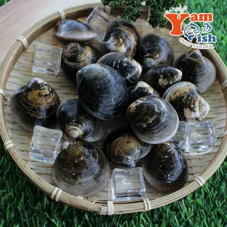 서해 자연산 모시조개 3kg 흑모시 생물 산소포장 이미지