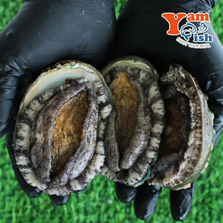 완도 활 전복 1kg 7미 특대 산소포장 이미지