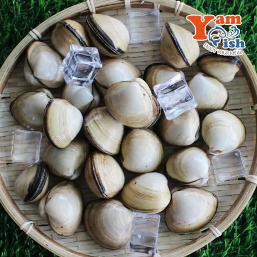 서해 자연산 동죽조개 1kg 생물 산소포장 이미지