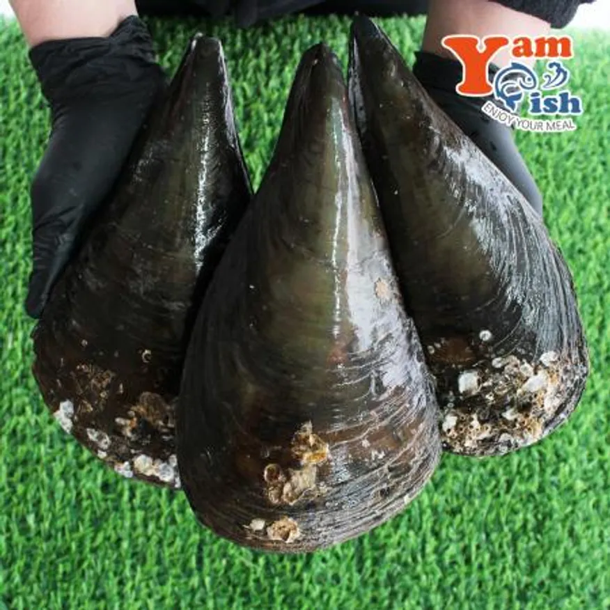 생물 키조개 미니 소 1마리 산소포장 캠핑 조개구이 이미지