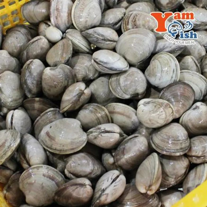 백상합 백합 조개 소 2kg 생물 산소포장 이미지