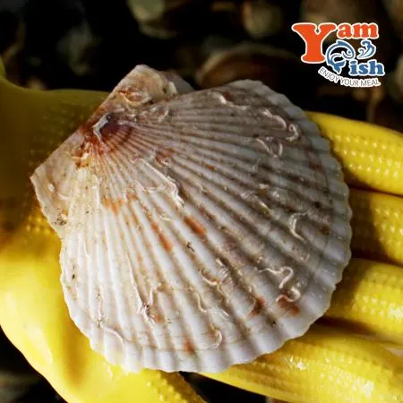 참가리비 2kg 9-11미 일본산 생물 산소포장 이미지