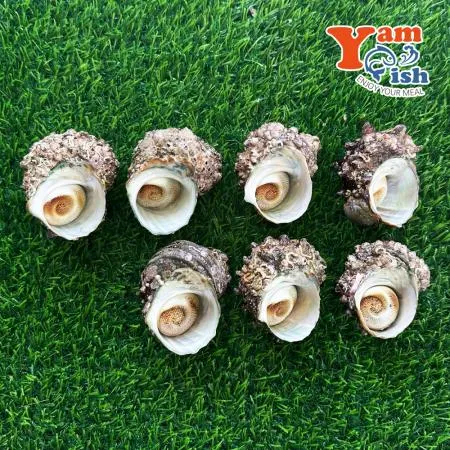 완도 뿔소라 1kg 캠핑 조개구이 조개찜 이미지