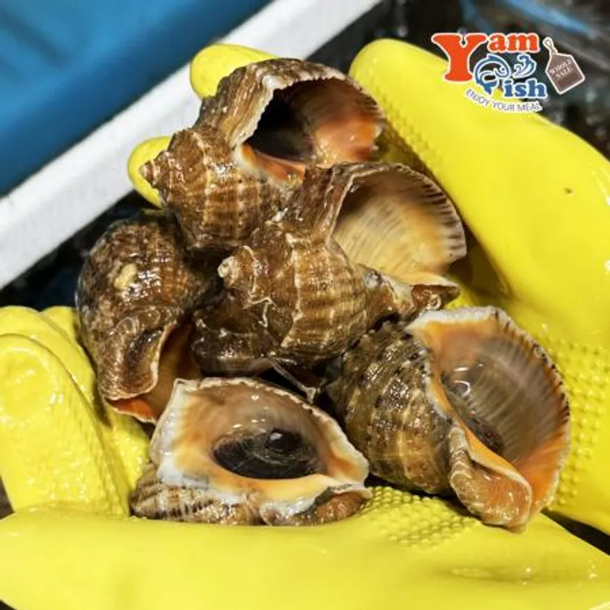 서해안 참소라 1kg 이미지