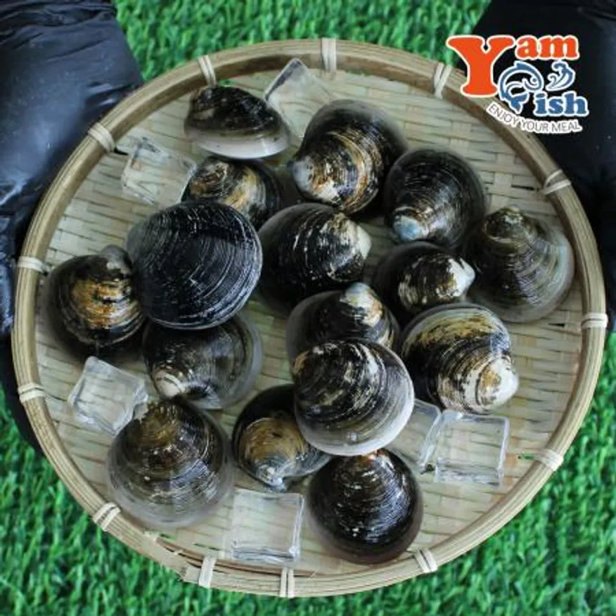 서해 자연산 모시조개 3kg 흑모시 생물 산소포장 이미지