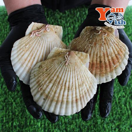 참가리비 2kg 9-11미 일본산 생물 산소포장