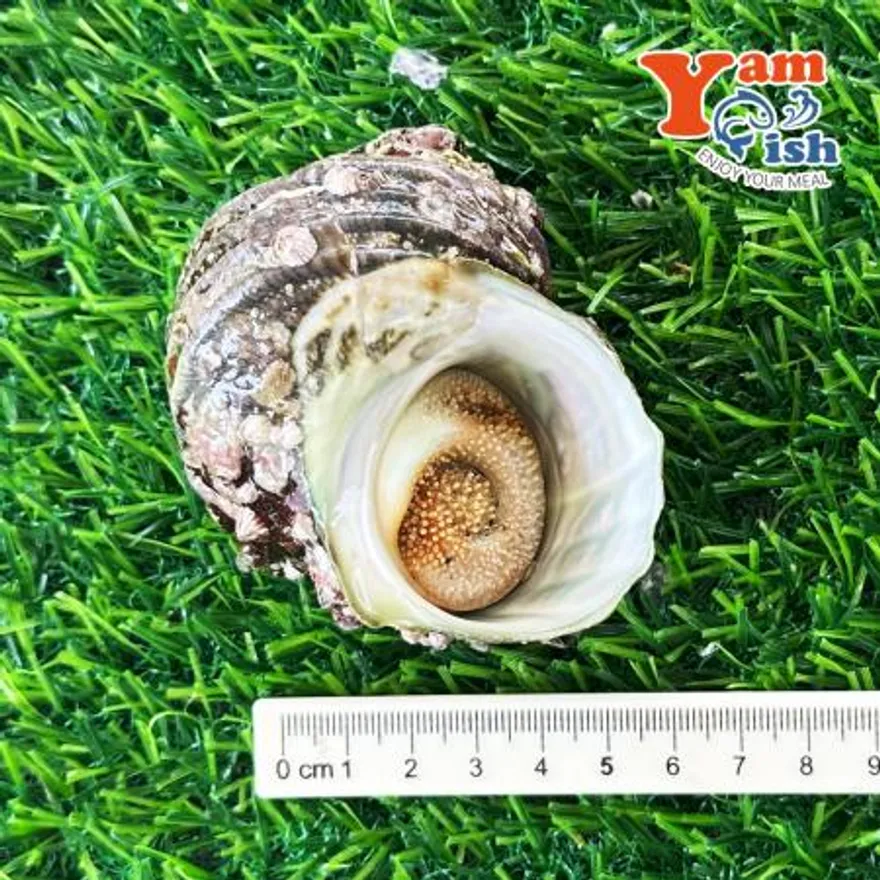 완도 뿔소라 3kg 이미지