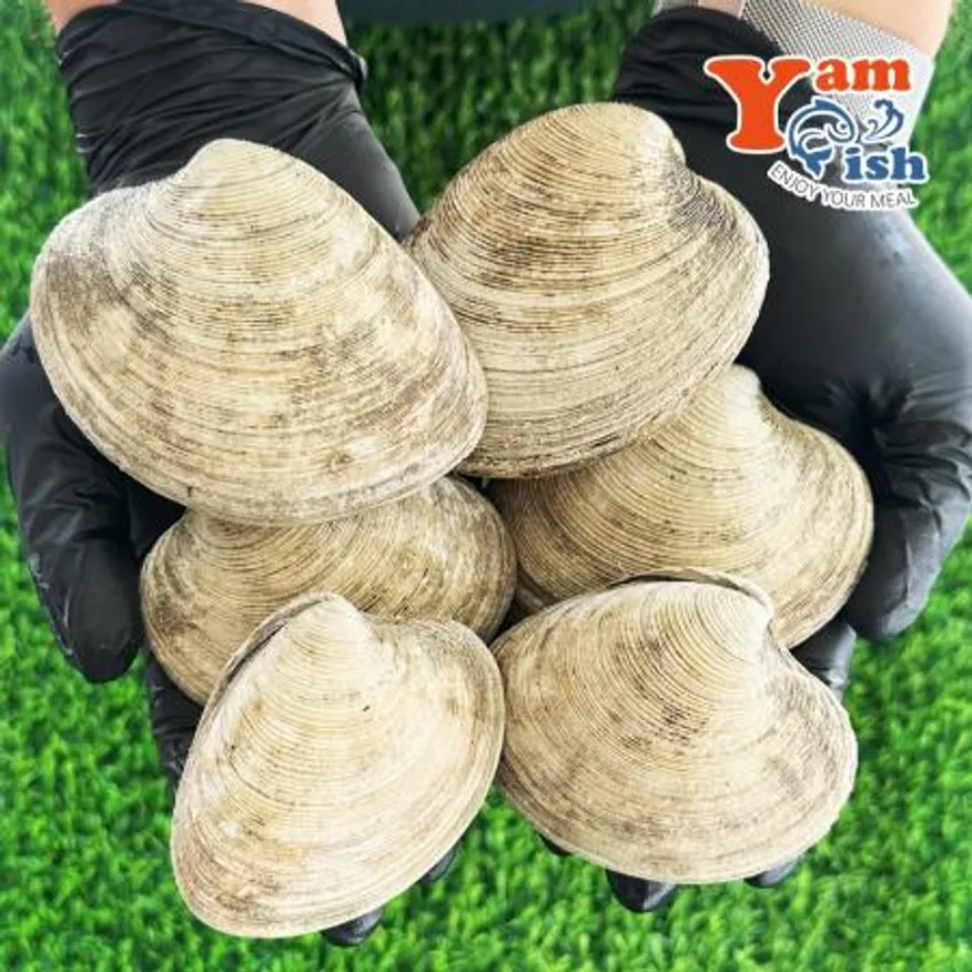 동해안 돌조개 1kg 캠핑 조개구이 조개찜 이미지