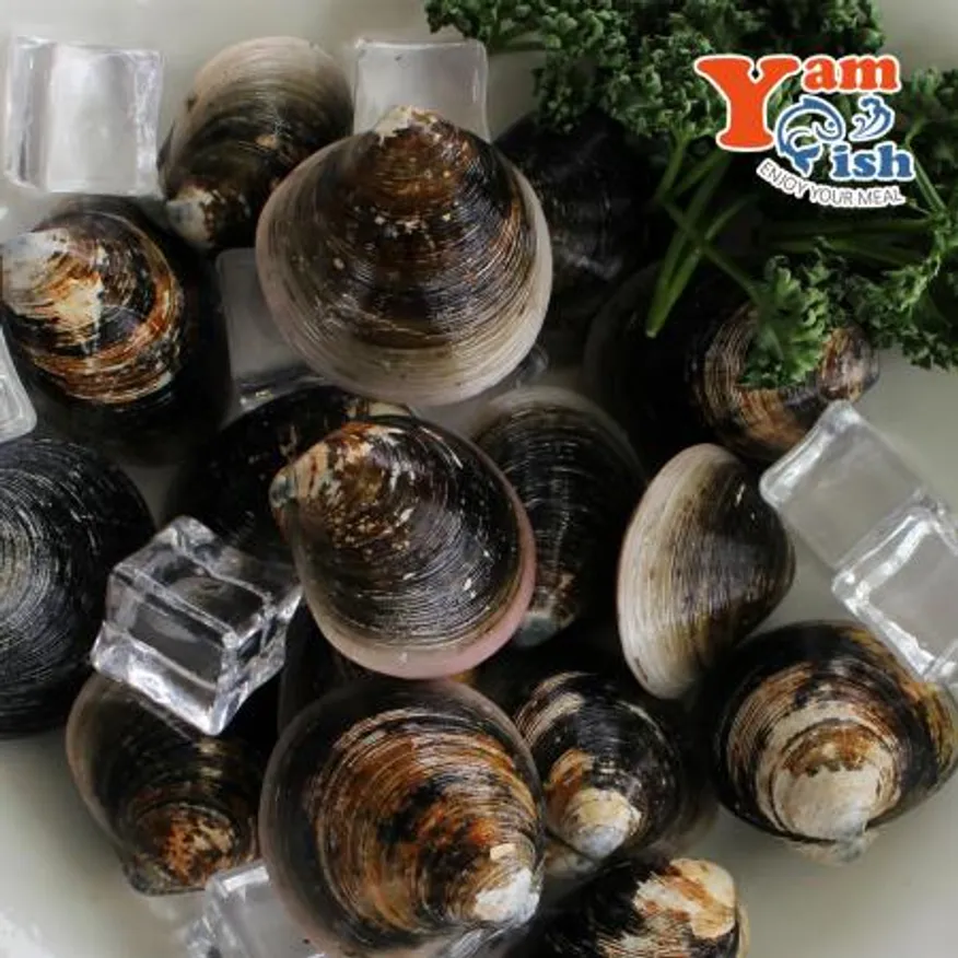 서해 자연산 모시조개 3kg 흑모시 생물 산소포장 이미지